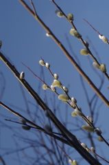 Salix daphnoides