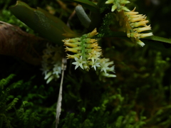 Campylocentrum micranthum