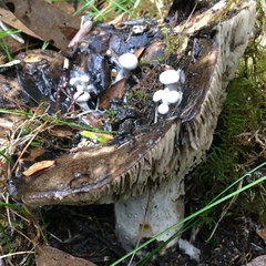 Asterophora mirabilis