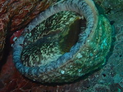 Concholepas concholepas