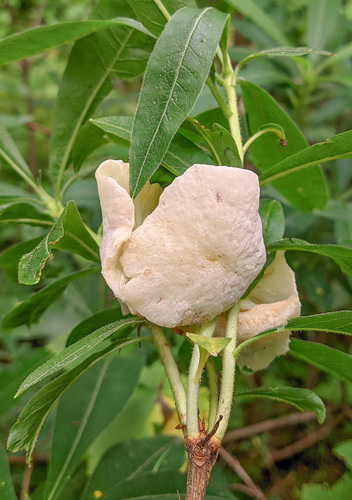 Exobasidium horvathianum