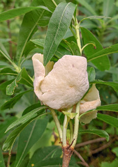 Exobasidium horvathianum