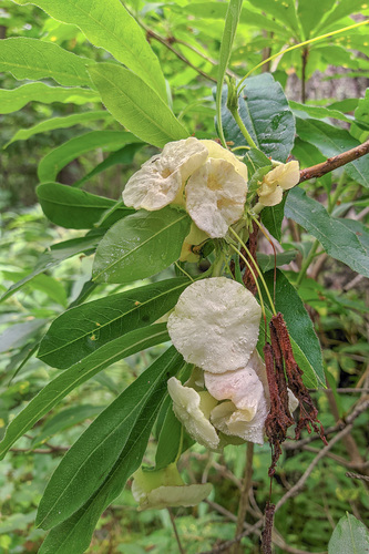 Exobasidium horvathianum