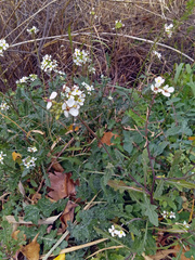 Diplotaxis erucoides