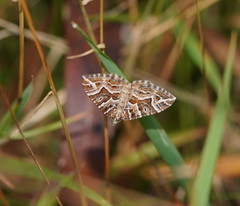 Chrysolarentia interruptata