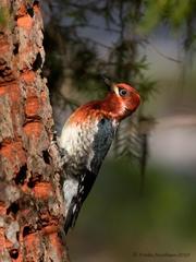 Sphyrapicus ruber daggetti