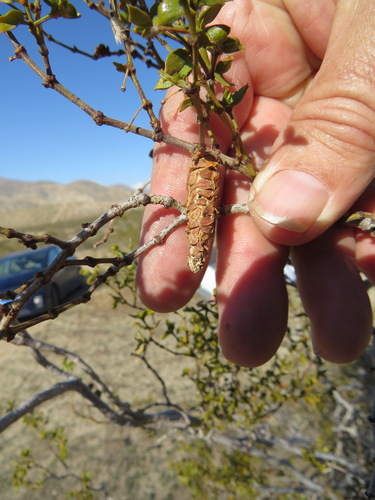 Creosote Bush Bagworm photo 4