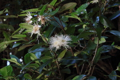 Myrceugenia planipes