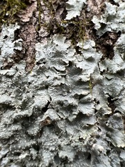Crespoa crozalsiana