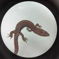 Coleodactylus meridionalis