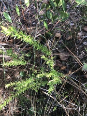 Hypericum tenuifolium