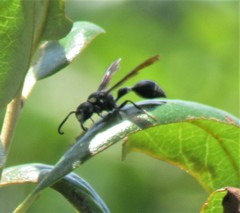 Zethus spinipes variegatus