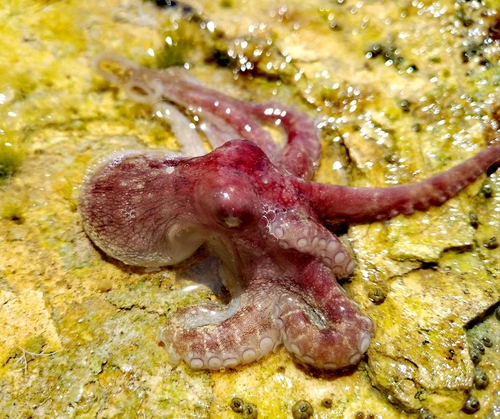 Mexican Four-eyed Octopus