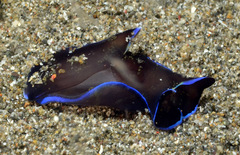 Philinopsis speciosa