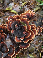 Stereum insignitum
