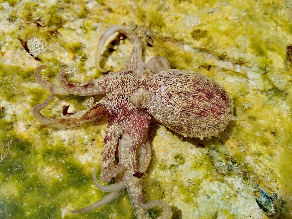 Mexican Four-eyed Octopus