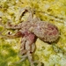 Mexican Four-eyed Octopus - Photo (c) Gabriel Sanchez, some rights reserved (CC BY-NC), uploaded by Gabriel Sanchez