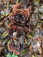 Stereum insignitum