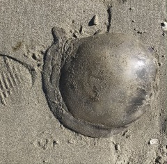 Rhizostoma pulmo
