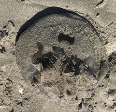 Rhizostoma pulmo
