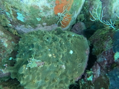 Hyattella intestinalis
