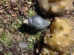 Atrimitra idae