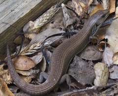 Elgaria coerulea coerulea