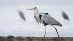 Ardea cinerea