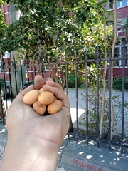 Beilschmiedia miersii