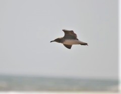 Ichthyaetus hemprichii