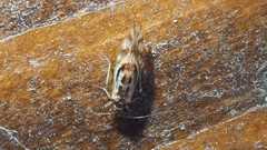 Graphopsocus cruciatus