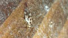 Graphopsocus cruciatus