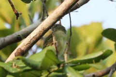 Zimmerius gracilipes