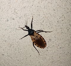 Triatoma dimidiata