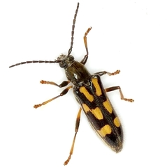 Agallissus lepturoides