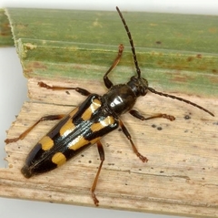 Agallissus lepturoides