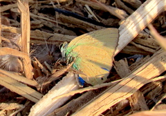 Cyanophrys herodotus