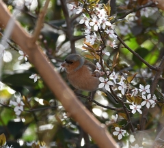 Fringilla coelebs