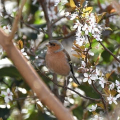 Fringilla coelebs
