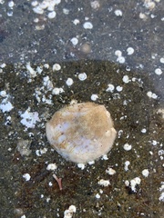 Crepipatella lingulata