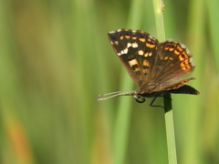 Aricoris indistincta