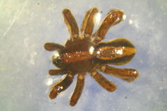 Alopecosa pulverulenta