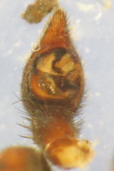 Alopecosa pulverulenta