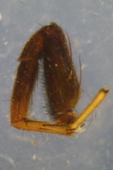 Alopecosa pulverulenta