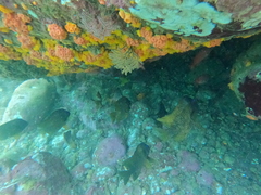 Microspathodon bairdii