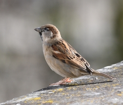 Passer domesticus