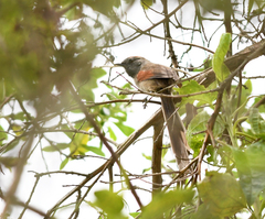 Synallaxis subpudica