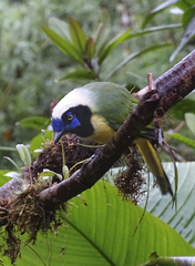 Cyanocorax yncas yncas