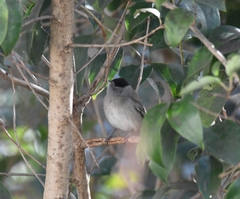 Sylvia atricapilla