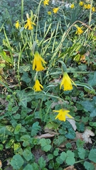 Narcissus minor asturiensis
